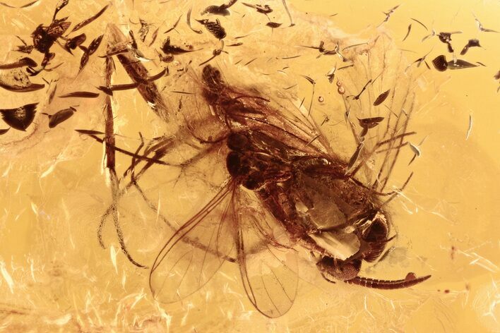 Two Detailed Fossil Fungus Gnats (Mycetophilidae) In Baltic Amber #288621